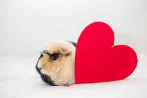 Free photo funny guinea pig near decorative heart