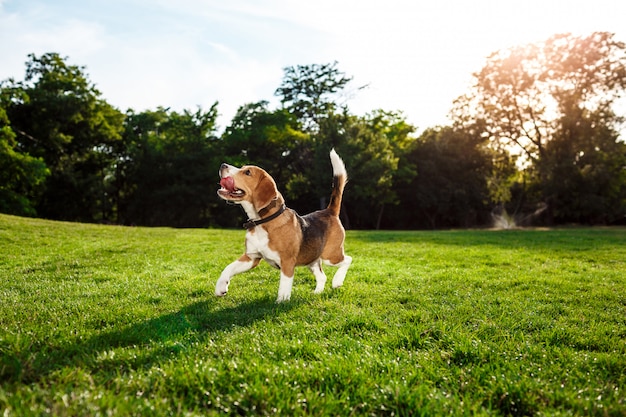 Смешная счастливая собака бигля гуляя, играя в парке.