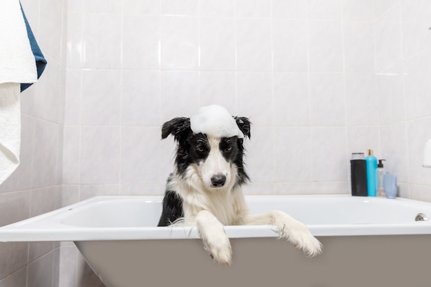 Puppy Dog Border Collie Sitting, Washing Dog In Bathtub