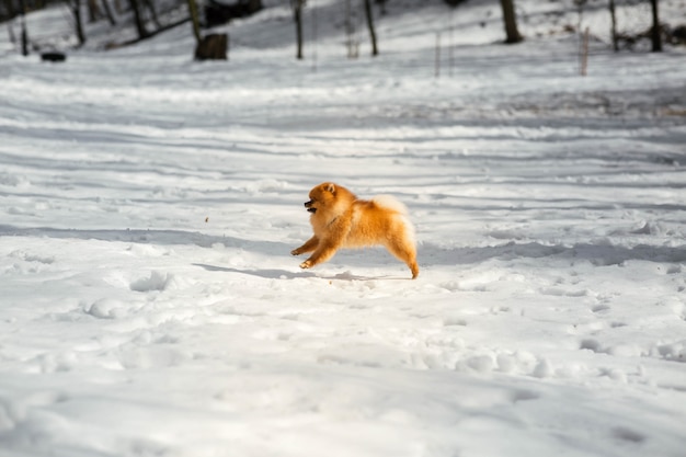 Funny little Pekingese jumps on the snow in winter park
