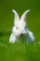 Foto gratuita piccolo coniglio bianco divertente sull'erba verde della sorgente