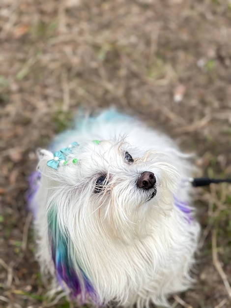 Free photo funny maltese dog with colored strands on a walk.