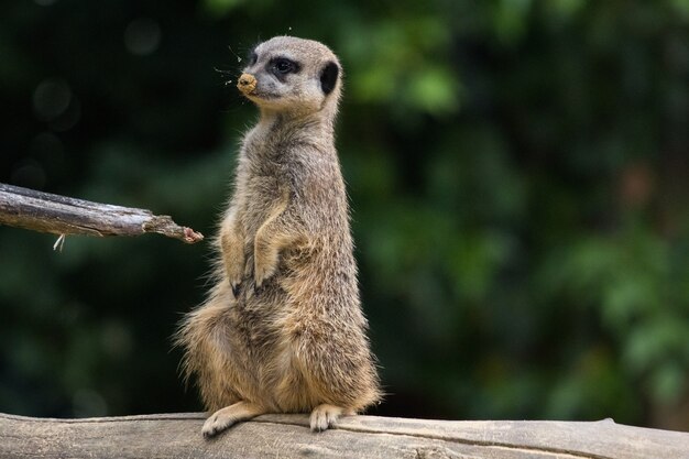 Funny meerkat sitting on a tree log