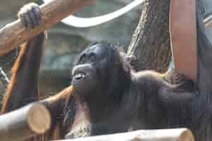 無料写真 動物園で面白い笑顔で面白い猿
