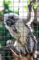 Free photo funny monkey in the zoo on a mesh fence