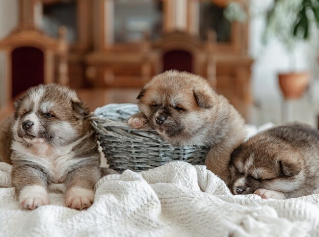 Funny newborn puppies sleep near a basket on a blanket.