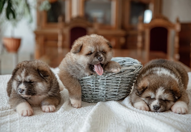 Funny newborn puppies sleep near a basket on a blanket