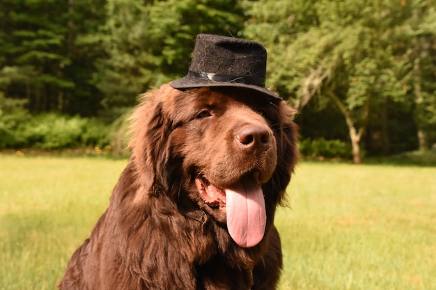 Funny Newfoundland with a Black Top Hat On