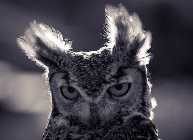 Funny owl closeup portrait