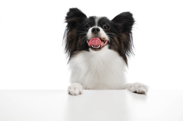 смешная собака папийон, изолированные на белом фоне