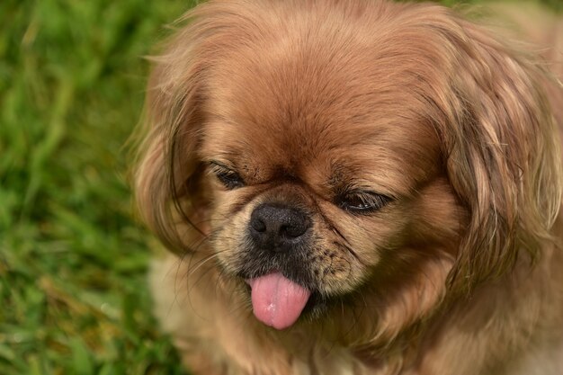 밖에 있는 동안 작은 분홍색 혀를 내밀고 있는 재미있는 페키니즈 개.