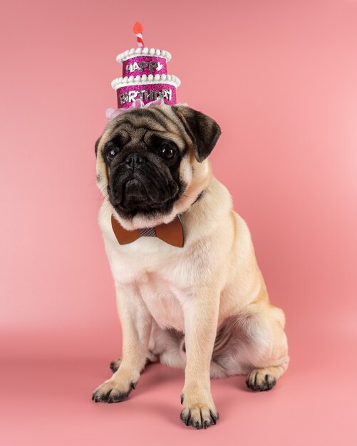 ピンクの誕生日おめでとう帽子をかぶっている面白いパグ犬 プレミアム写真