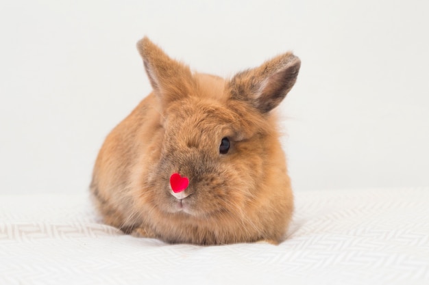 Забавный кролик с маленьким декоративным красным сердечком на носу