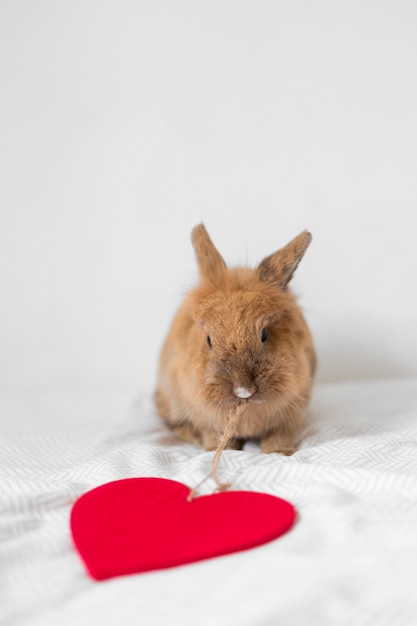 Free Photo funny rabbit with thread of decorative heart