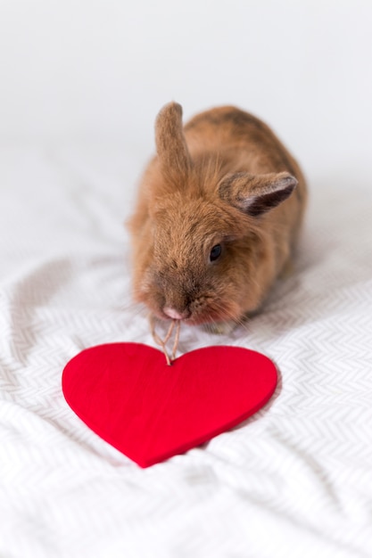 Funny rabbit with twist of decorative heart