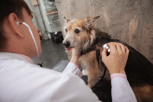 獣医​クリニック​で​の​健康​診断中​に​カメラ​を​見​ながら​、​舌​を​見せている​面白い​避難所​の​犬