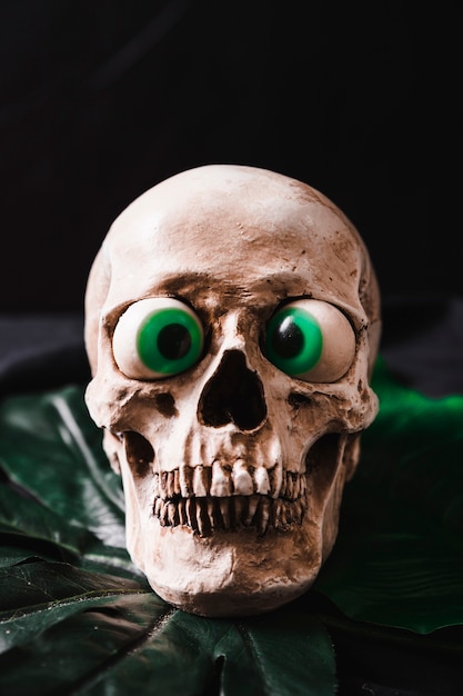 Free photo funny skull with toy eyes
