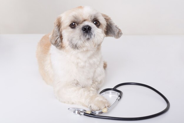 Funny veterinarian dog lying isolated