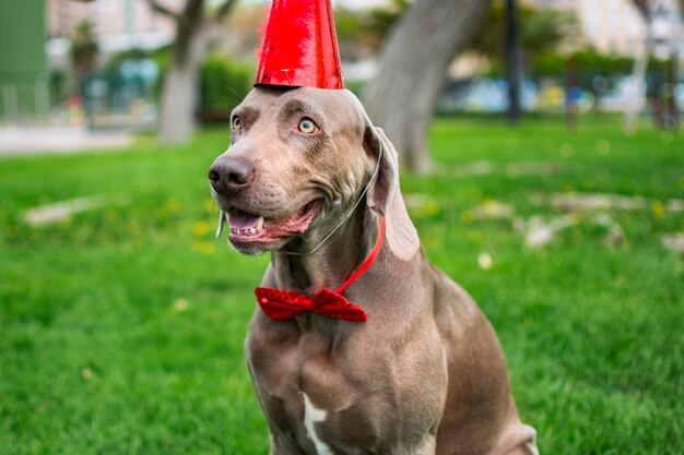 funny weimaraner