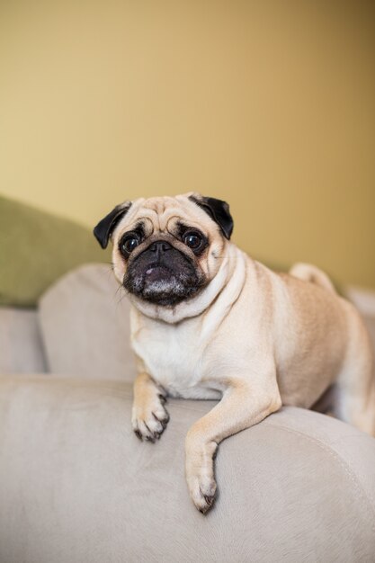 Funny young dog of the pug breed indoors