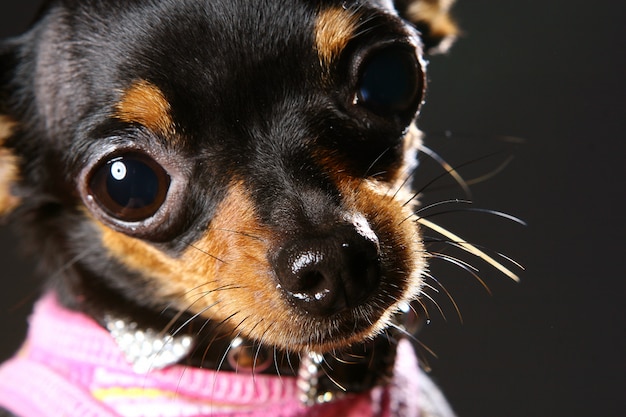 A funy dog on home interior