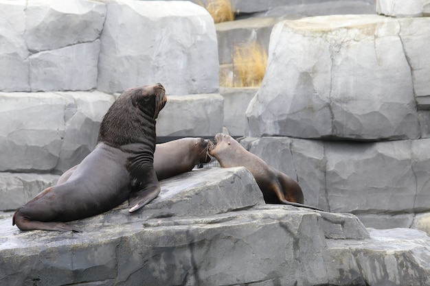 Free photo fur seal sit on stone.