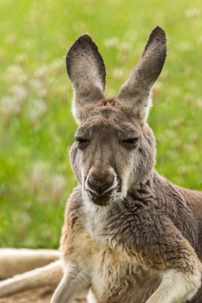 Furry adorable kangaroo with long ears in the zoo