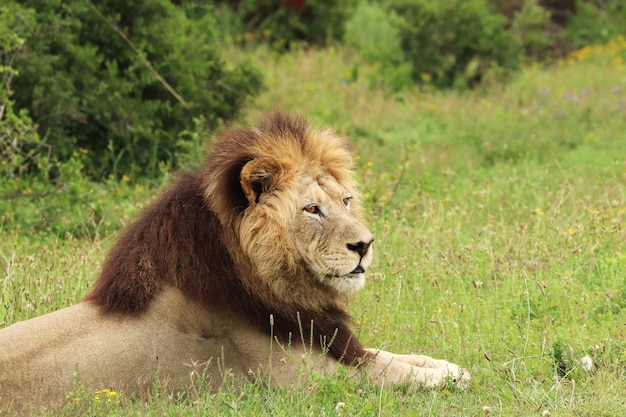 昼間にアッドエレファント国立公園に横たわる毛皮で覆われたライオン