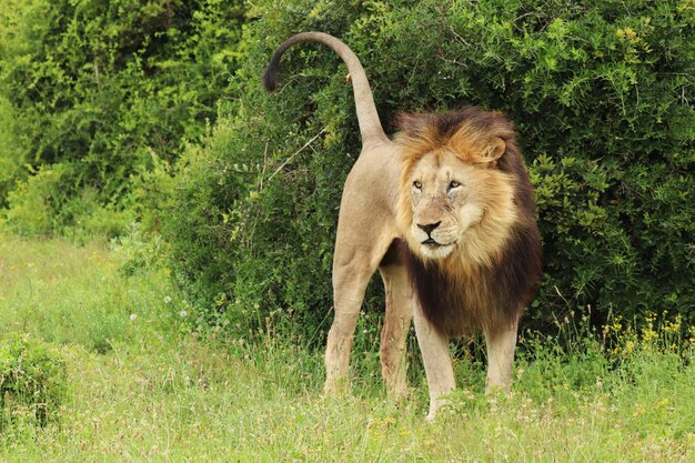 Furry lion walking in the Addo elephant national park during daytime