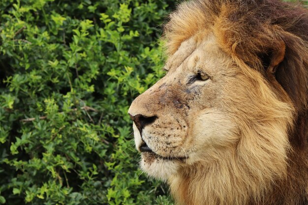 Furry lion walkingo in the national park during daytime