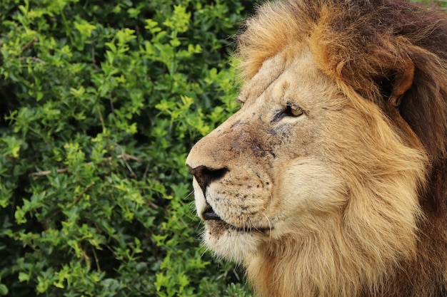 Furry lion walkingo in the national park during daytime