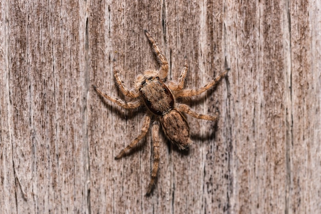 a fuzzy tarantula, top view