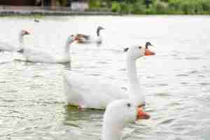 Foto gratuita un branco di oche bianche in un lago