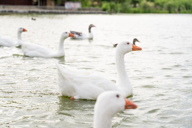 Gaggle of white geese in a lake