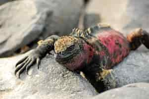 Foto gratuita iguana delle isole galapagos