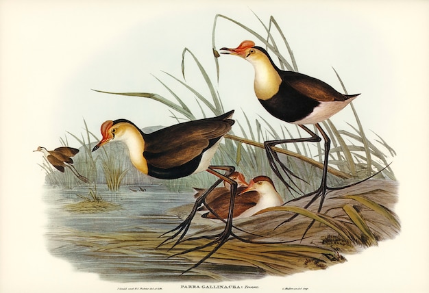 Gallinaceous Parra (Parra gallinacea) illustrated by Elizabeth Gould 