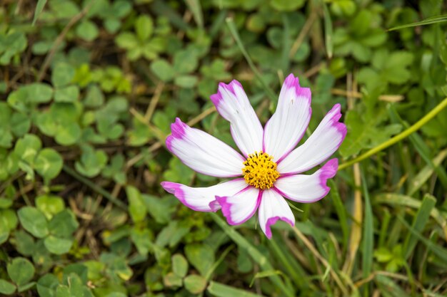 イタリアの庭で成長し開花するオオハルシャギク(cosmos bipinnatus cav。)