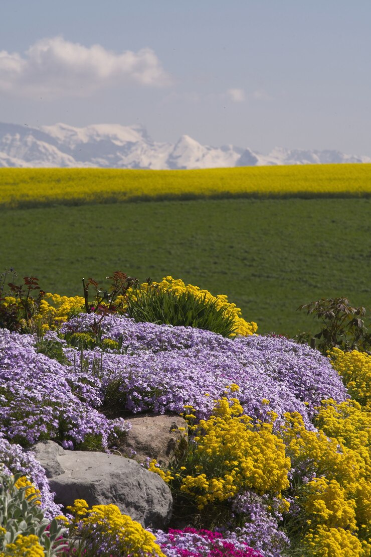 Free Photo garden of flowers