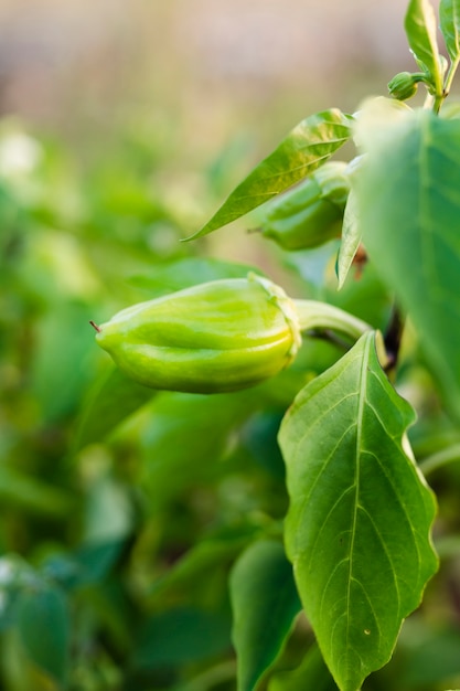 Садовое фото маленького зеленого перца