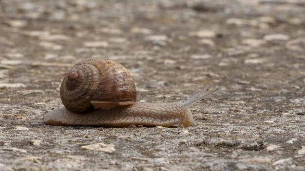 A garden snail moving slowly on the sidewalk for concept of speed