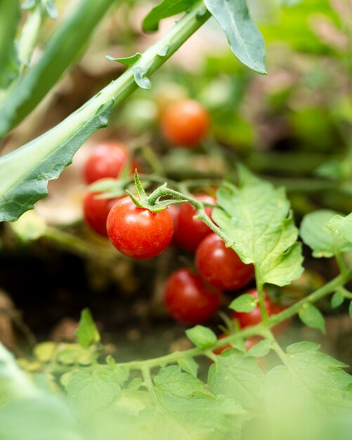 Садовые помидоры спрятаны в зеленых листьях
