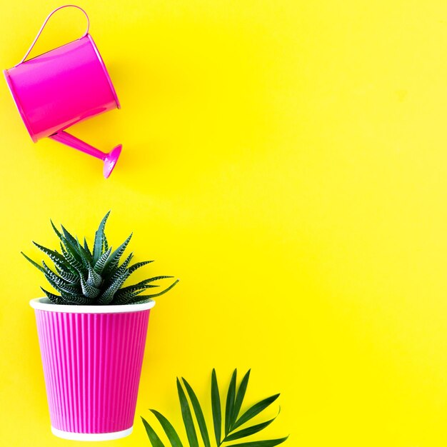 Garden watering can with cacti and flower pots of magenta color on a yellow background Creative home flower care layout with space to copy