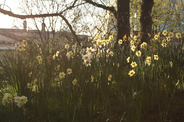 Garden with blooming daffodils