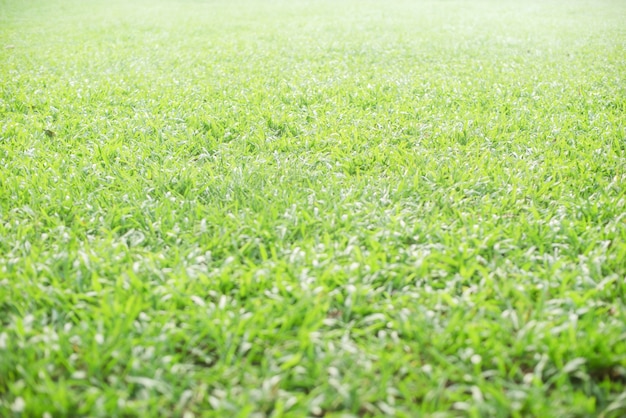 Бесплатное фото Сад с ярким газоном