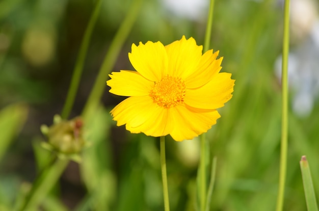 Foto gratuita giardino con fiore coreopsis giallo in fiore.