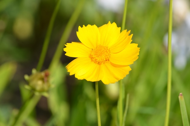 꽃이 만발한 노란색 코옵시스 꽃이 있는 정원.