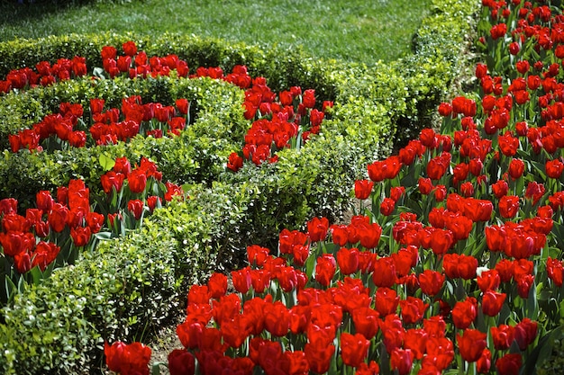 Бесплатное фото Сад с розами