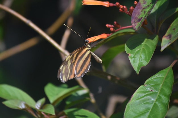 タイガーストライプのロングウィングバタフライのある庭園。