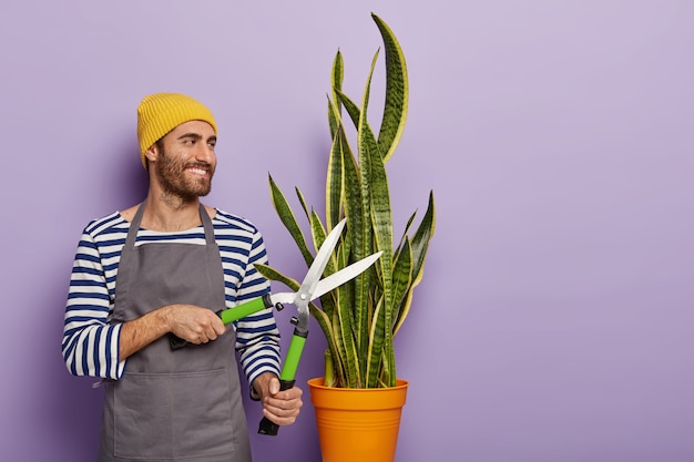 Garden work concept. cheerful florist or botanist cuts pot plant with gardening shears, wears striped jumper and apron