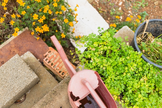 Foto gratuita giardino